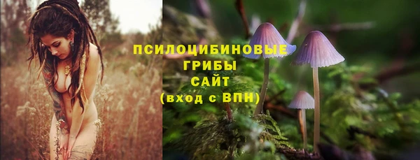 стаф Аркадак